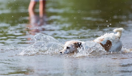 Jack Russell spielt im Wasser in einem Fluss in einem Südtiroler Tal.