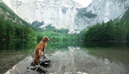 Hund am Pragser Wildsee.