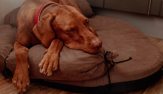 Ein Vizsla schläft auf seinem Hundebett in deinem Hotelzimmer
