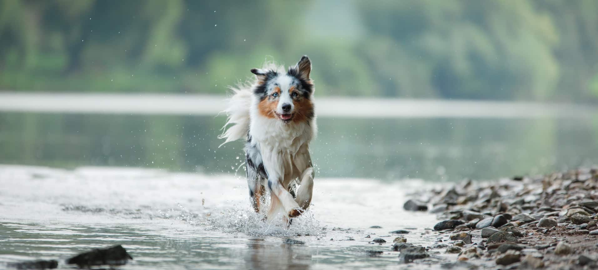 Hund rennt durch einen Bachlauf im Pustertal.