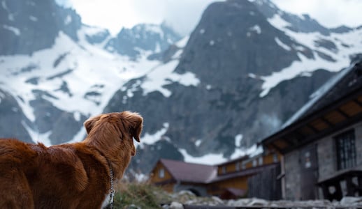 Hund blickt auf verschneite Berggipfel und Almhütten in Südtirol – Symbol für Abenteuerlust und Naturverbundenheit.