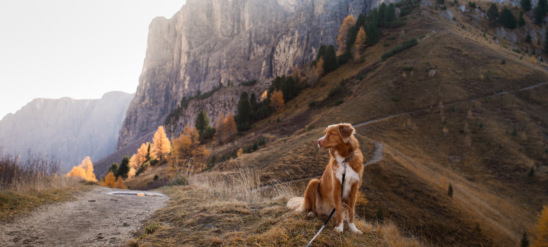 Hund mit leine in den Dolomiten im Herbst.