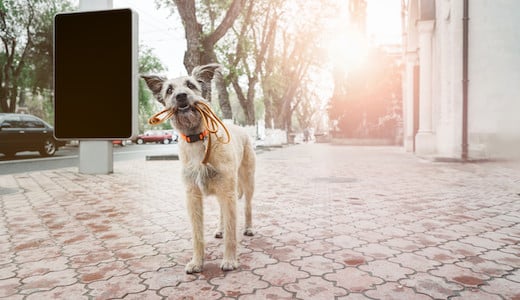 Ein struppiger Hund mit seiner leine im Maul in einer Stadt in Südtirol