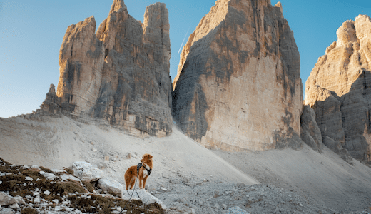 Roter Hund vor den Drei Zinnen