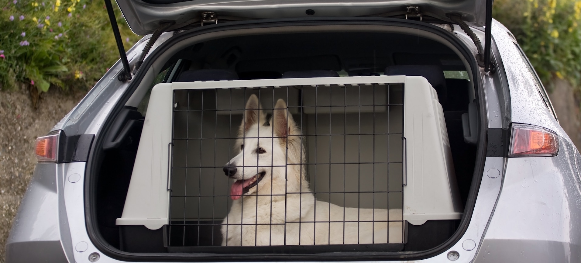 Hund liegt entspannt in einer Transportbox im Auto – sichere und komfortable Anreise nach Südtirol.