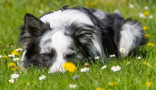 Hund ruht entspannt auf einer blühenden Wiese in Südtirol – friedlicher Moment im Urlaub mit Hund.